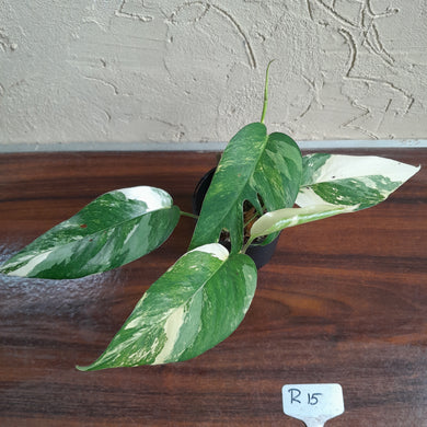 #R15 Two x Headed Variegated Epipremnum Pinnatum