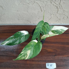 Load image into Gallery viewer, #R15 Two x Headed Variegated Epipremnum Pinnatum