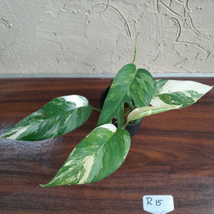 #R15 Two x Headed Variegated Epipremnum Pinnatum