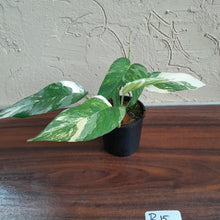 Load image into Gallery viewer, #R15 Two x Headed Variegated Epipremnum Pinnatum