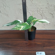 Load image into Gallery viewer, #R15 Two x Headed Variegated Epipremnum Pinnatum