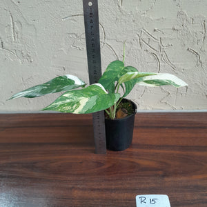 #R15 Two x Headed Variegated Epipremnum Pinnatum