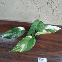 Load image into Gallery viewer, #R15 Two x Headed Variegated Epipremnum Pinnatum