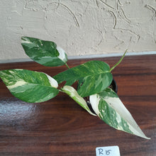 Load image into Gallery viewer, #R15 Two x Headed Variegated Epipremnum Pinnatum