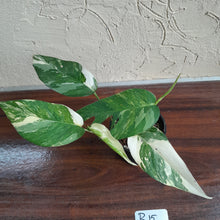 Load image into Gallery viewer, #R15 Two x Headed Variegated Epipremnum Pinnatum