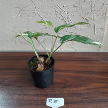 Load image into Gallery viewer, #R15 Two x Headed Variegated Epipremnum Pinnatum