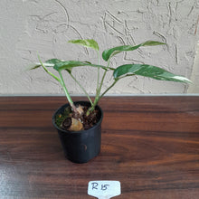 Load image into Gallery viewer, #R15 Two x Headed Variegated Epipremnum Pinnatum