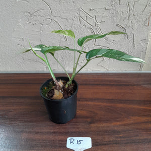 #R15 Two x Headed Variegated Epipremnum Pinnatum