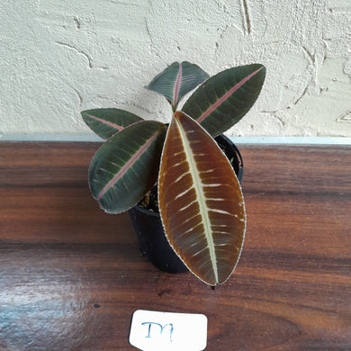 #D9 Labisia 'Brown Pink'