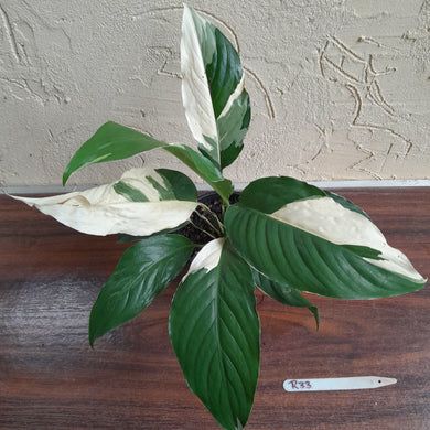 #R33 Spathiphyllum Picasso