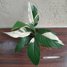 Load image into Gallery viewer, #R33 Spathiphyllum Picasso