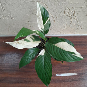 #R33 Spathiphyllum Picasso