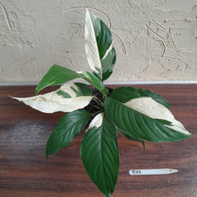 Load image into Gallery viewer, #R33 Spathiphyllum Picasso