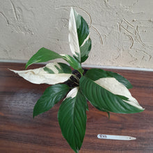 Load image into Gallery viewer, #R33 Spathiphyllum Picasso