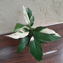 Load image into Gallery viewer, #R33 Spathiphyllum Picasso
