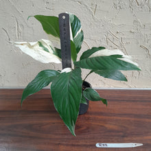 Load image into Gallery viewer, #R33 Spathiphyllum Picasso