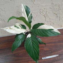 Load image into Gallery viewer, #R33 Spathiphyllum Picasso