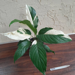 #R33 Spathiphyllum Picasso