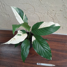 Load image into Gallery viewer, #R33 Spathiphyllum Picasso
