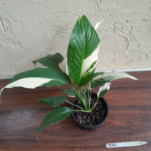 Load image into Gallery viewer, #R33 Spathiphyllum Picasso