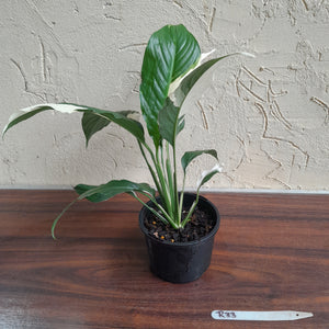 #R33 Spathiphyllum Picasso