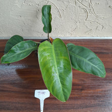 Load image into Gallery viewer, #D15 Philodendron Pulchrum