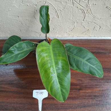 #D15 Philodendron Pulchrum