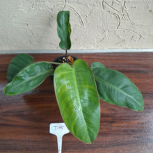 Load image into Gallery viewer, #D15 Philodendron Pulchrum