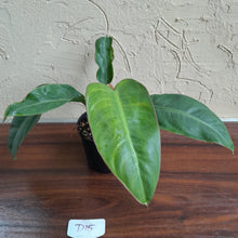 Load image into Gallery viewer, #D15 Philodendron Pulchrum