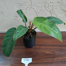 Load image into Gallery viewer, #D15 Philodendron Pulchrum