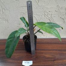 Load image into Gallery viewer, #D15 Philodendron Pulchrum