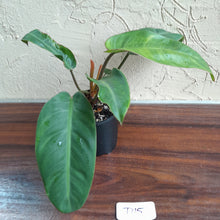 Load image into Gallery viewer, #D15 Philodendron Pulchrum