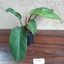 Load image into Gallery viewer, #D15 Philodendron Pulchrum