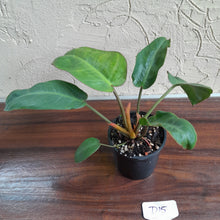 Load image into Gallery viewer, #D15 Philodendron Pulchrum