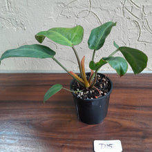 Load image into Gallery viewer, #D15 Philodendron Pulchrum