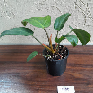 #D15 Philodendron Pulchrum
