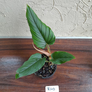 #R40 Philodendron Serpens