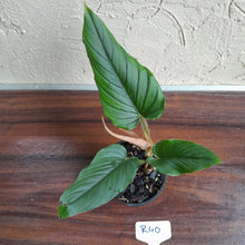 Load image into Gallery viewer, #R40 Philodendron Serpens