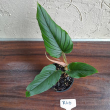Load image into Gallery viewer, #R40 Philodendron Serpens