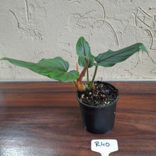 Load image into Gallery viewer, #R40 Philodendron Serpens
