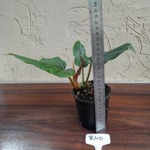 Load image into Gallery viewer, #R40 Philodendron Serpens