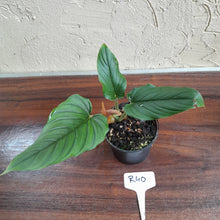 Load image into Gallery viewer, #R40 Philodendron Serpens