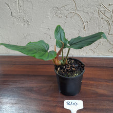 Load image into Gallery viewer, #R40 Philodendron Serpens