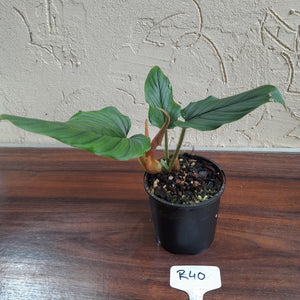 #R40 Philodendron Serpens