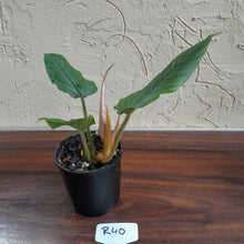 Load image into Gallery viewer, #R40 Philodendron Serpens