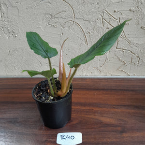 #R40 Philodendron Serpens