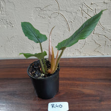 Load image into Gallery viewer, #R40 Philodendron Serpens