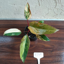Load image into Gallery viewer, #R245 Philodendron Strawberry Shake