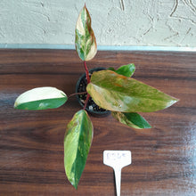 Load image into Gallery viewer, #R245 Philodendron Strawberry Shake
