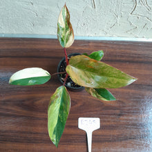 Load image into Gallery viewer, #R245 Philodendron Strawberry Shake